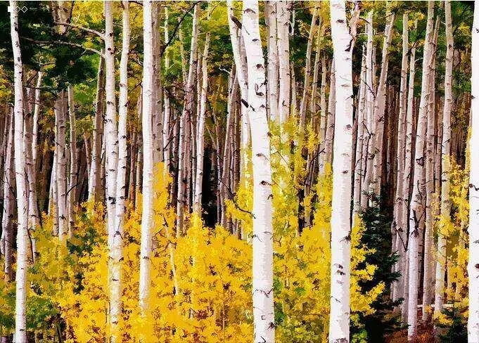 مکمل طبیعی خالص عصاره پوست بیرک 98٪ بتولینیک 0